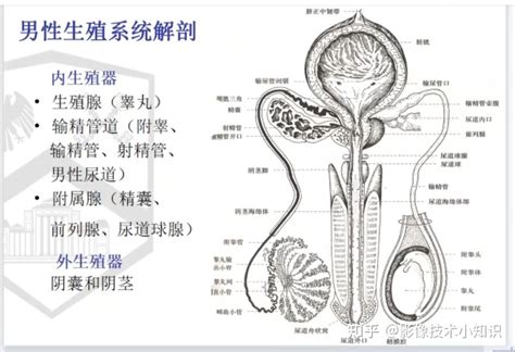 陰莖圖片|男性生殖系統